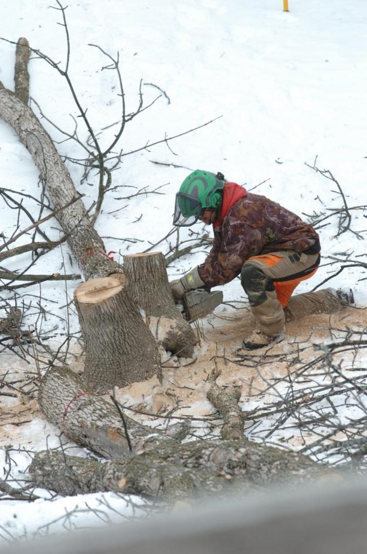 Images Arboriculture Arbo-Scape