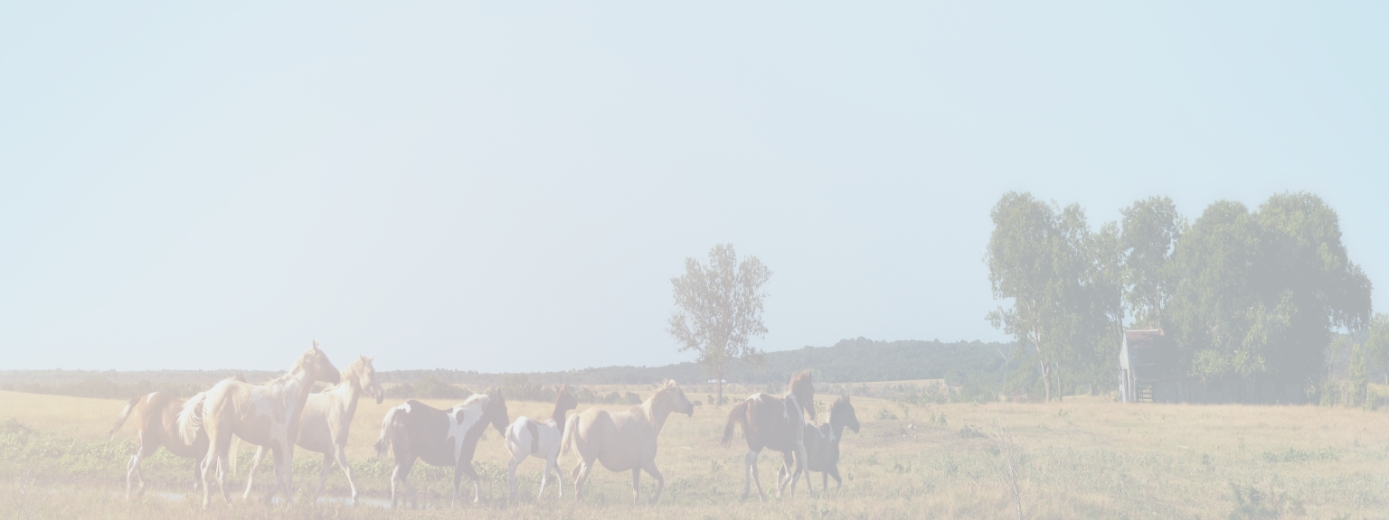 Horses galloping together in a large field on a sunny day.