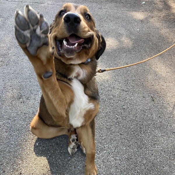 Pup happy with Invisible Fence® in Dectur County, IN