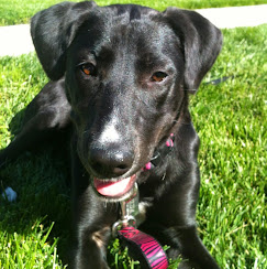 Images Molasses Creek Dog Training, LLC