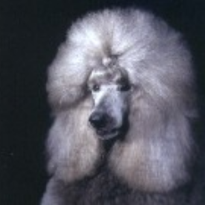 Images Mithril Standard Poodles