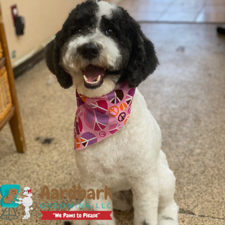 Aardbark Grooming Photo