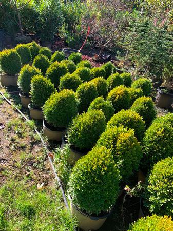 Images GREEN GIANT NURSERY LLC