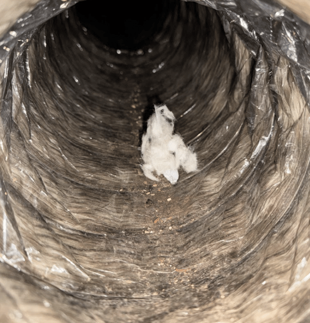 Images Green Rodent Restoration