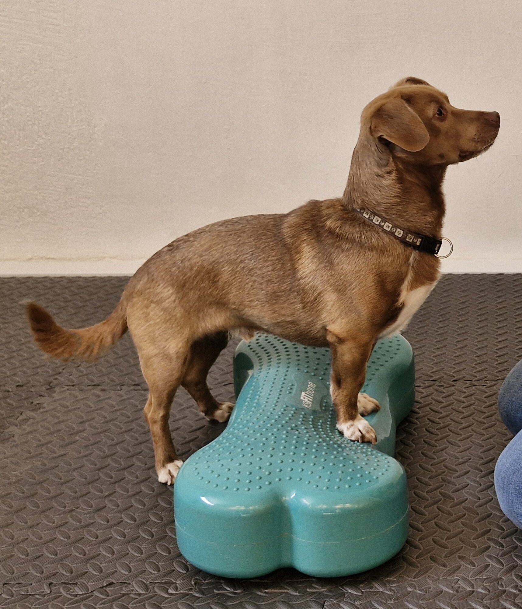 Inga Engel Hundephysiotherapie und Barf-Ernährungsberatung in Bremervörde