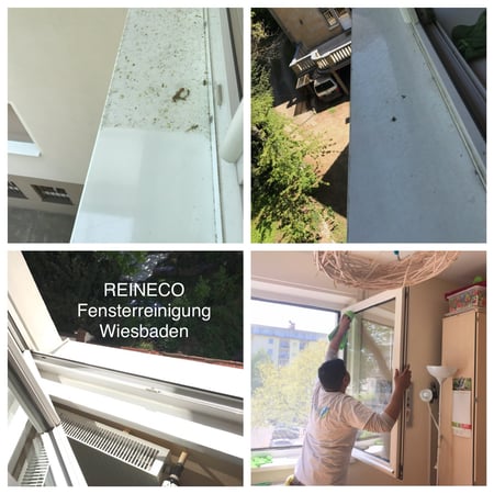 Bilder REINECO