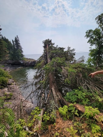Images McMillan Tree Service