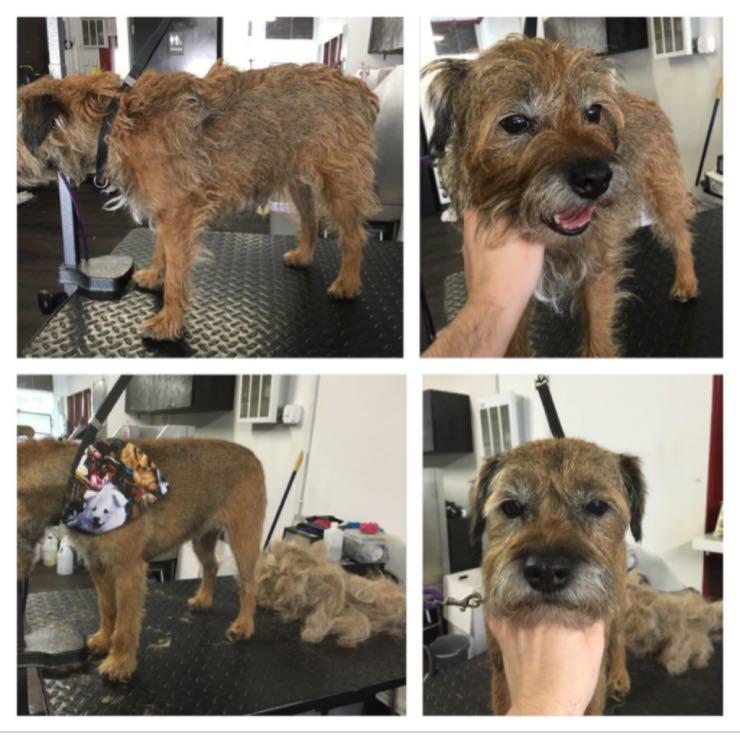 Hand Stripping 3rd Border Terrier in 8 days! Starkey is a pro 