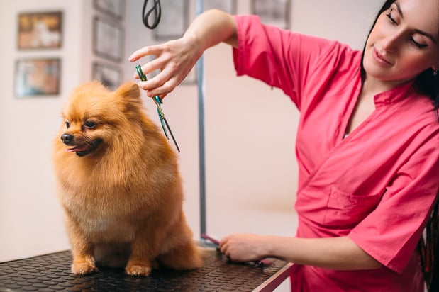 Images Dog Grooming Academy of Indianapolis