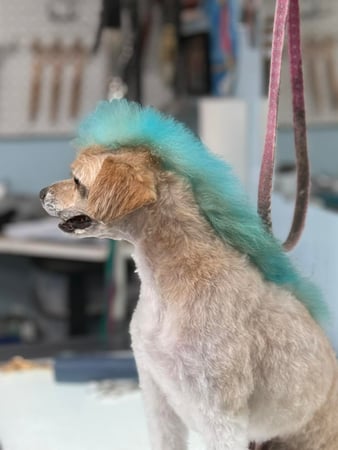 Images A Cut Above Grooming