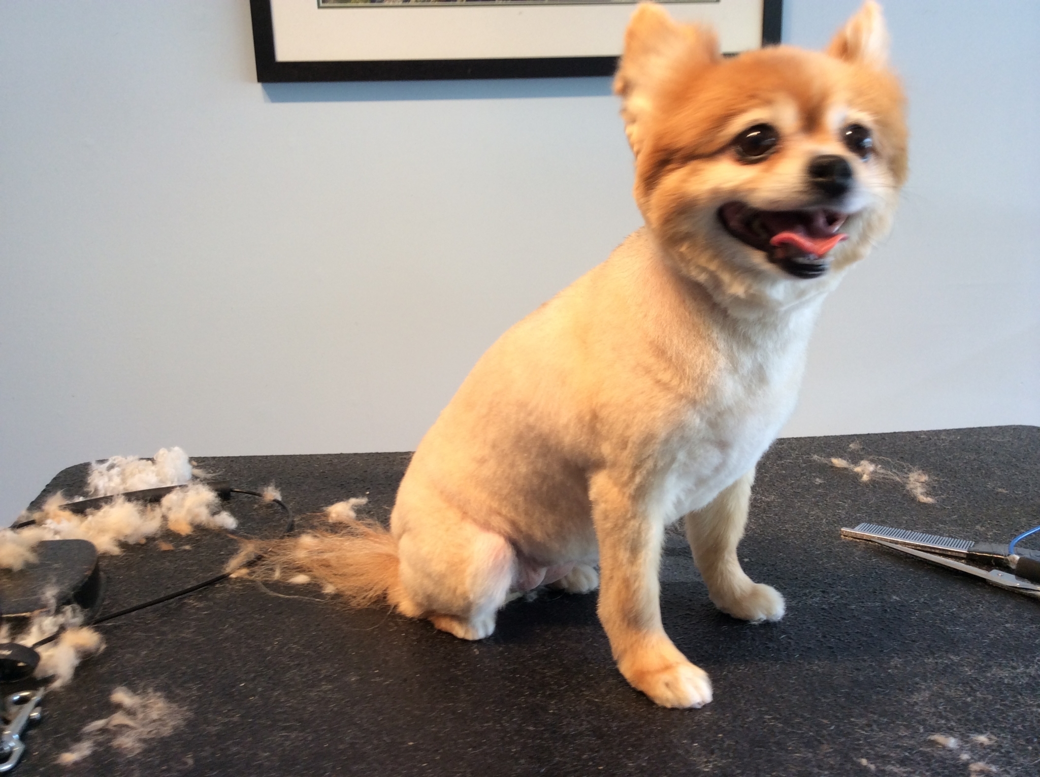 Tina's Pet Grooming, West Vancouver BC Ourbis