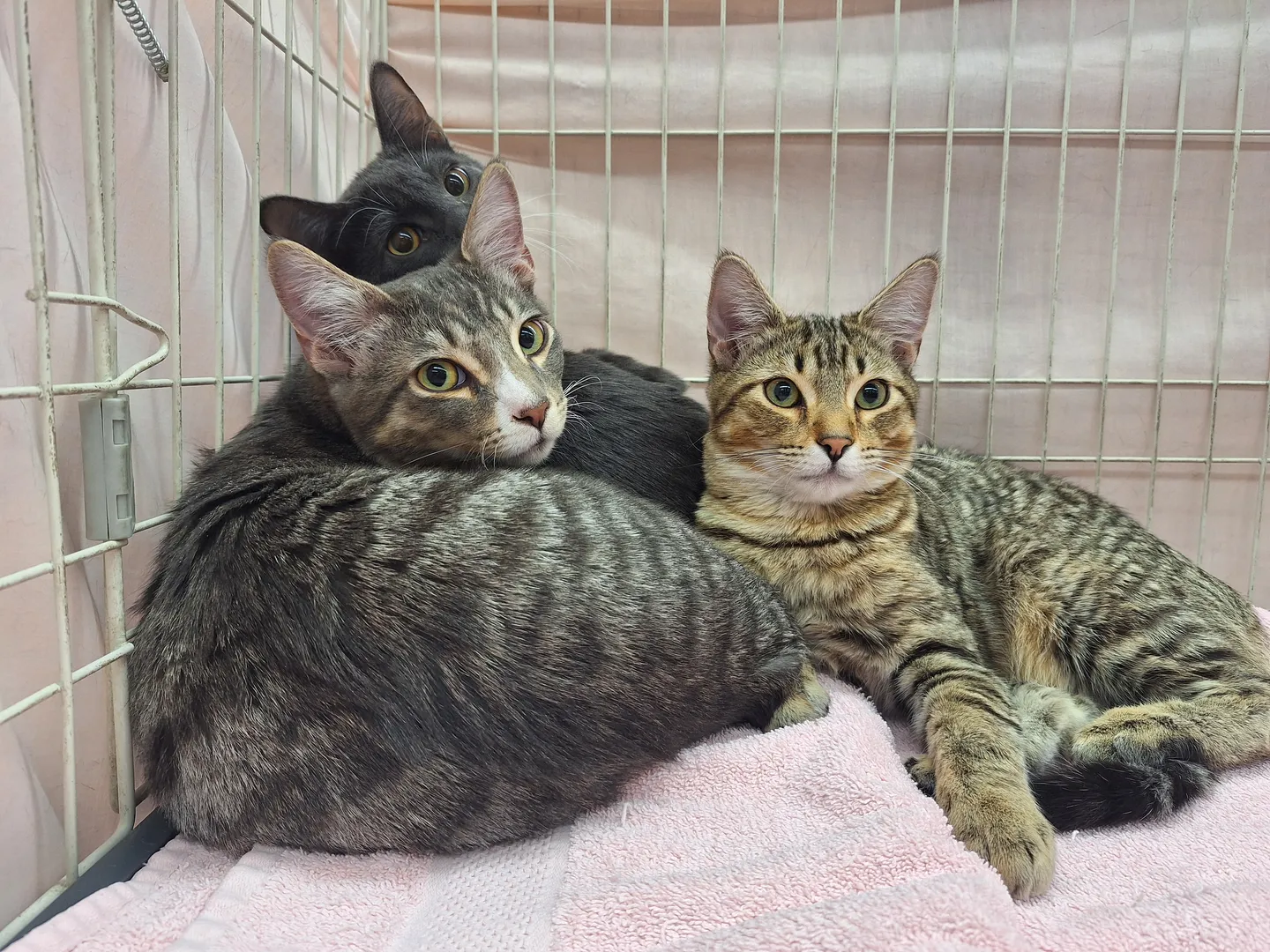 Image of Local Pet Event Adoption Day at Boofy's Kat Kastle Suites (Cutler store) Nearby