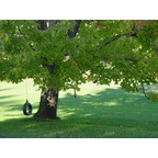 Precision Tree Trimming and Removal, LLC