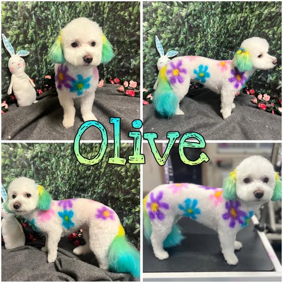 A collage of four photos showcases a white poodle dog with colorful dyed fur. The dog has flowers painted on its body in shades of purple, blue, and yellow, and its ears and tail are dyed in gradients of green, purple, yellow, and teal. The collage is overlaid with the word "Olive" in a gradient font. Two of the photos include plush bunny decorations in the background.