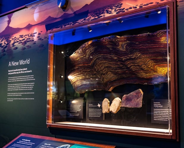 Images Texas Science & Natural History Museum