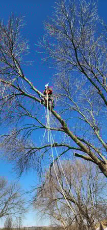 Images Martinez Tree Service