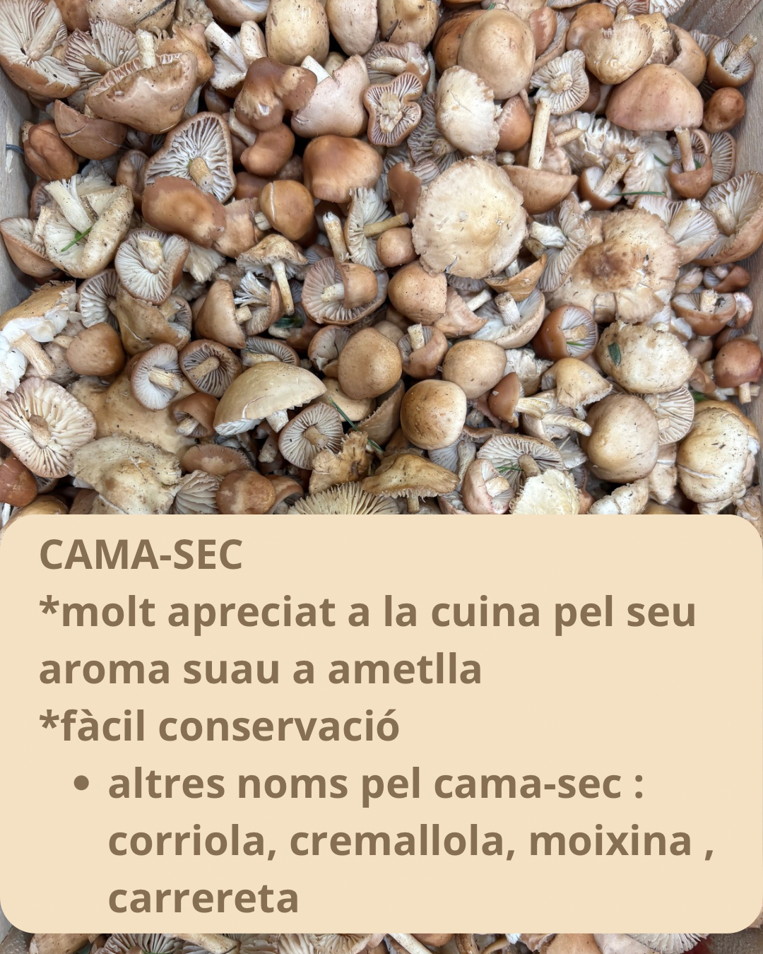 Images Frutería La Pera