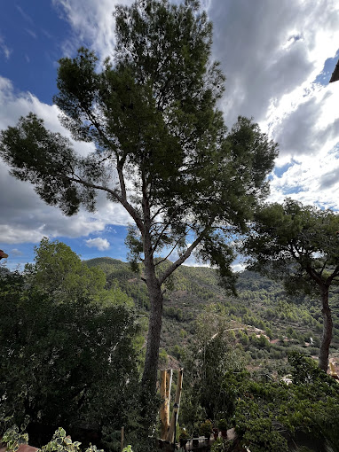 Images Belforest