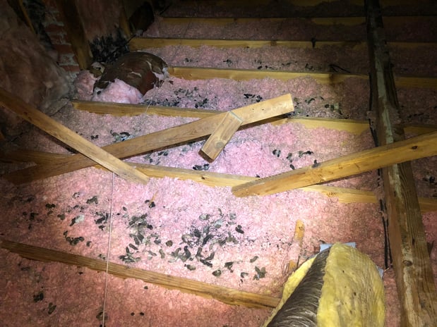 Images Omega Animal Removal Dallas