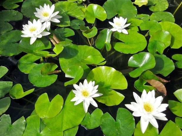 Images Pond Wiser Inc