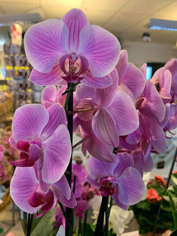 Images Heby Blomsterhandel & Begravningsbyrå