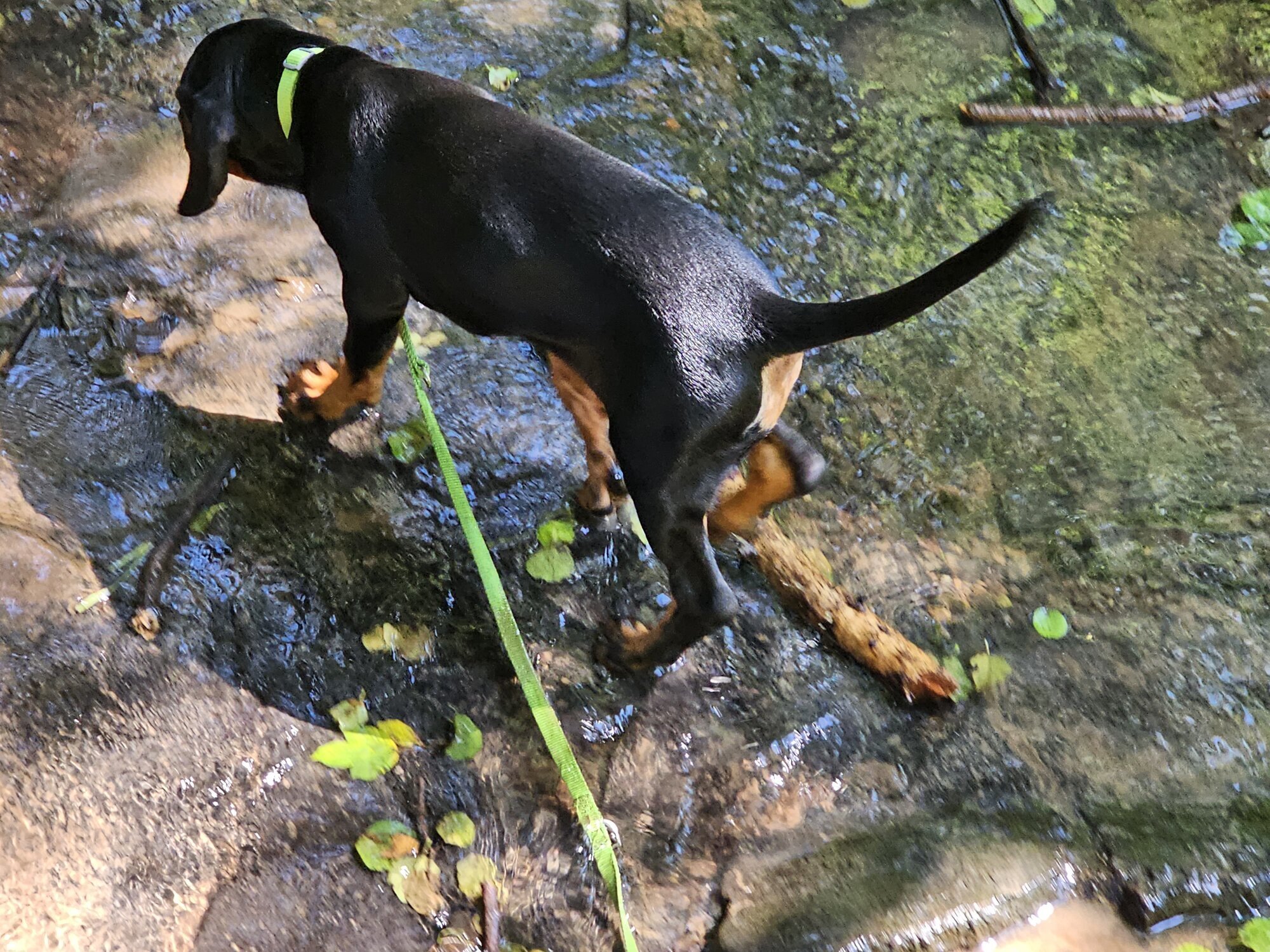 Bilder Miris Hundeschule