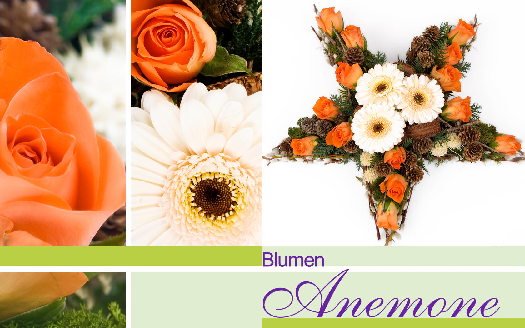 Kundenbild groß 5 Blumen Anemone
