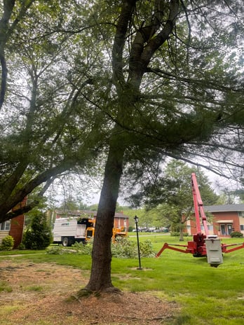 Images Justin Tree Services & Lawn Care