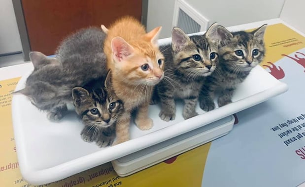 Images West Side Veterinary Hospital