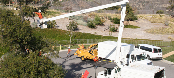 Images Newbury Park Tree Service