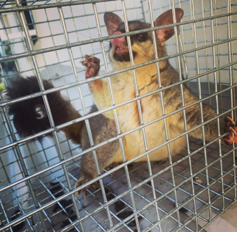 Images All Pest Solutions