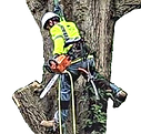 Image 2 | Erwin’s Tree Service, LLC