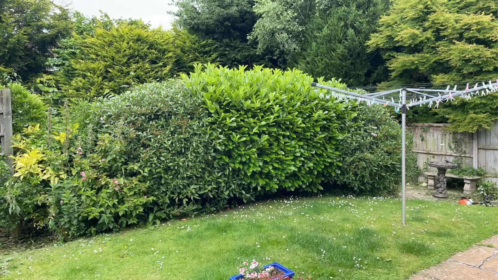 Images Oakwood Tree & Landscaping Services