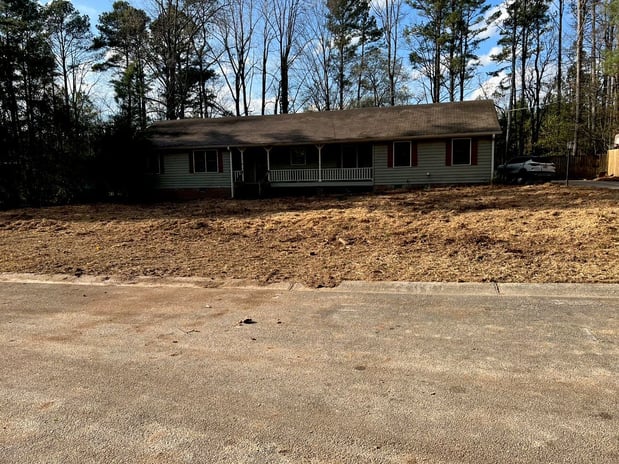 Images Owl Tree Experts