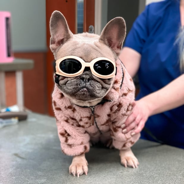 Images VCA Companion Animal Medical Center