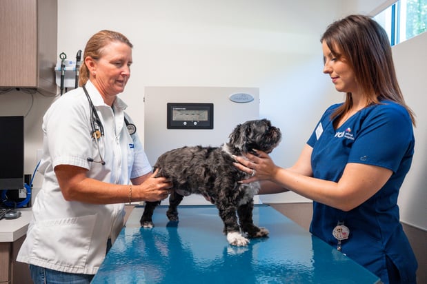 Images VCA Veterinary Hospital of Leon Springs