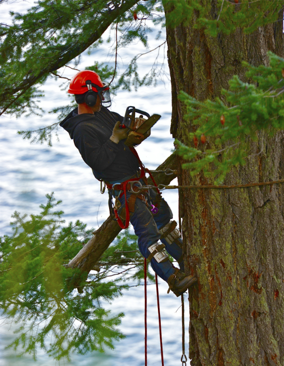 25 years of tree service a experience
