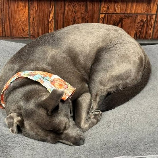 Kenzie was caught sleeping on the job, so we gave her a new assignment. Now she has her headset on and is ready for work. Her customer service skills may need some practice, but she keeps the office smiling!