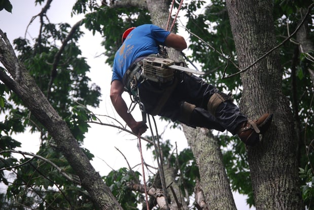 Images Colonial Tree Service