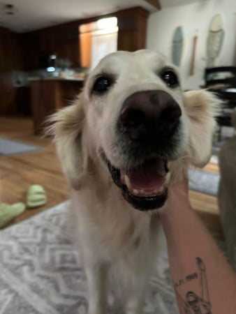 Images Leash and Love LLC