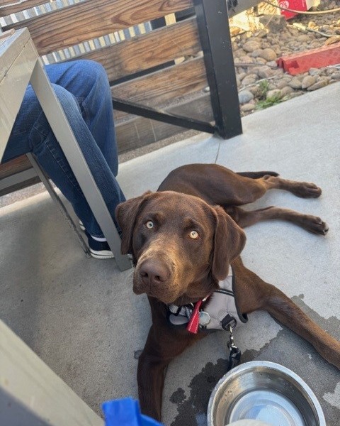 There’s nothing like the joy of bringing a new puppy into your life. Those wagging tails, playful paws, and endless cuddles make every day brighter!
