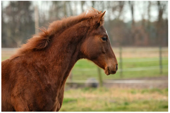 Duchstein Dagmar Tierärztin mobile Tierarztpraxis, Waldstr. 62 in Gandesbergen