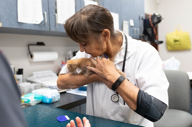 Images VCA Angel Animal Hospital