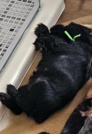 Images A'Lord Miniature Schnauzer