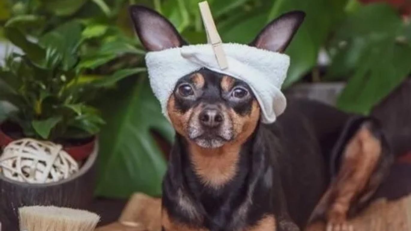 Images Del Mar Dogs - Hundarena