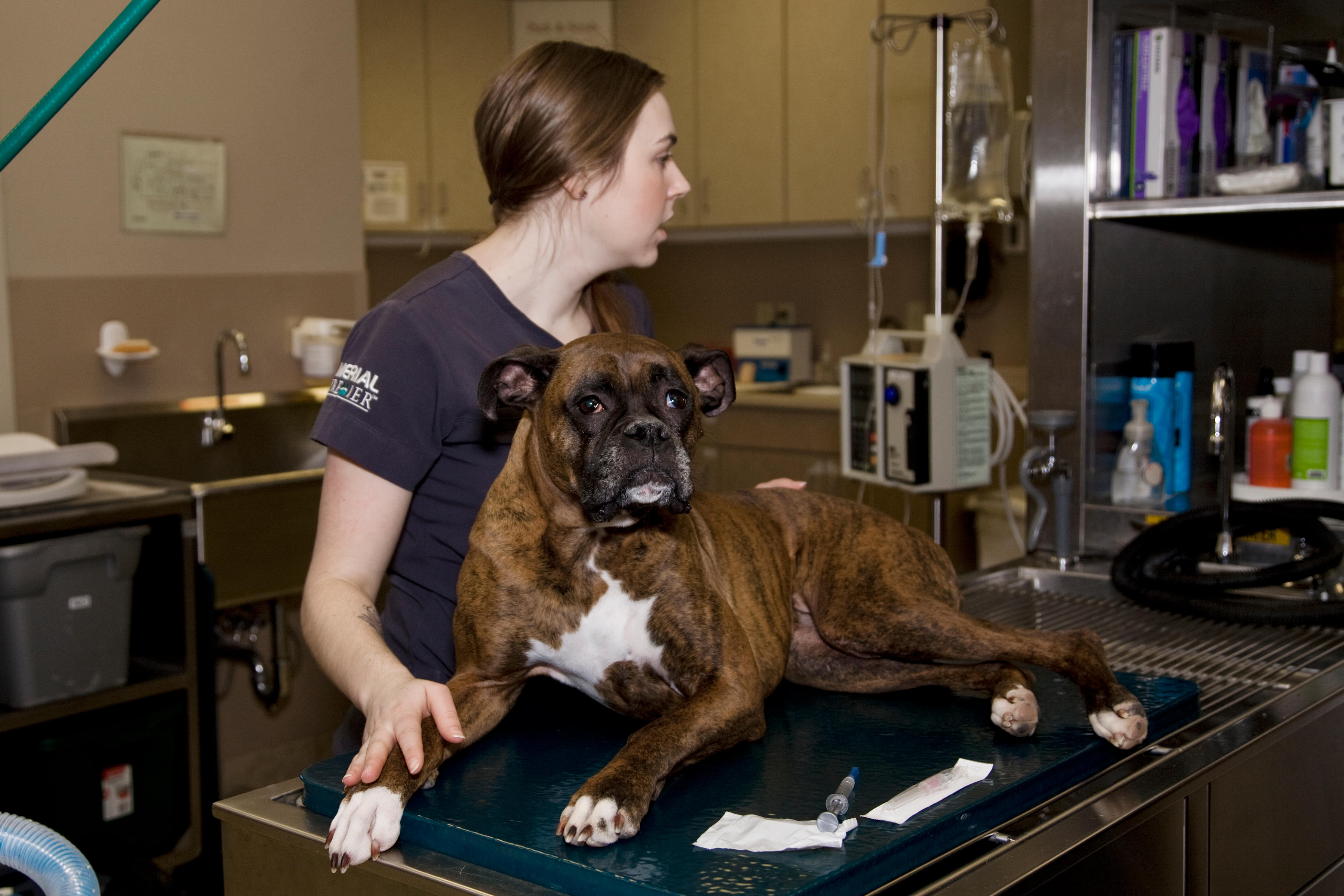A trained veterinary technician prepares to administer a vaccine to a well-behaved patient. What a good boy!