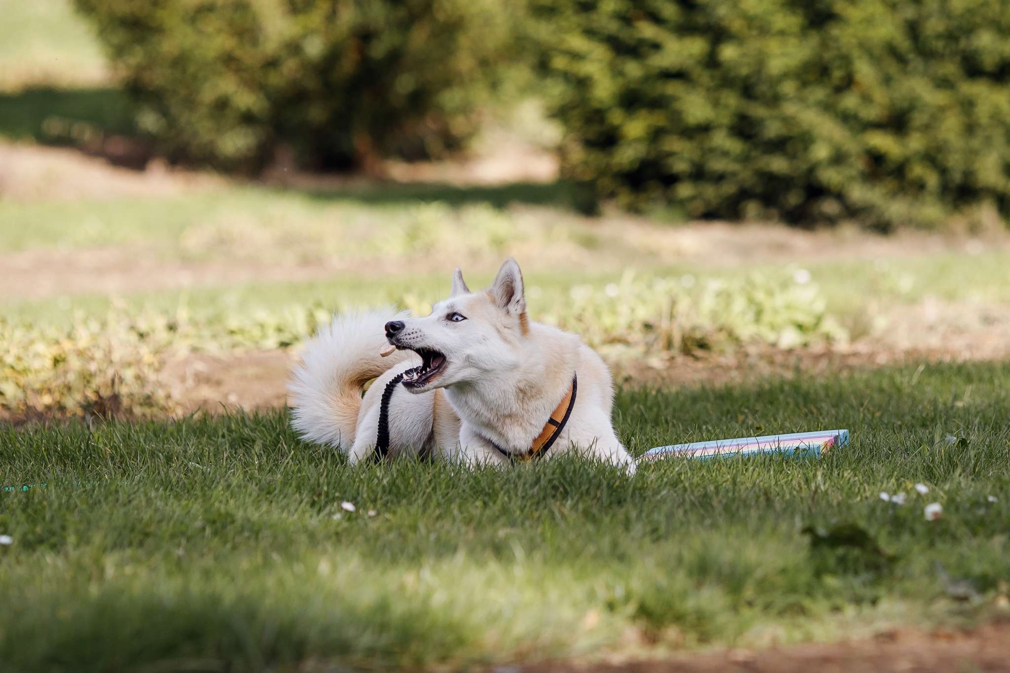 Hundeschule DogGeeks® TonCane: Online & Mobil, Voßbarg 23 in Seevetal