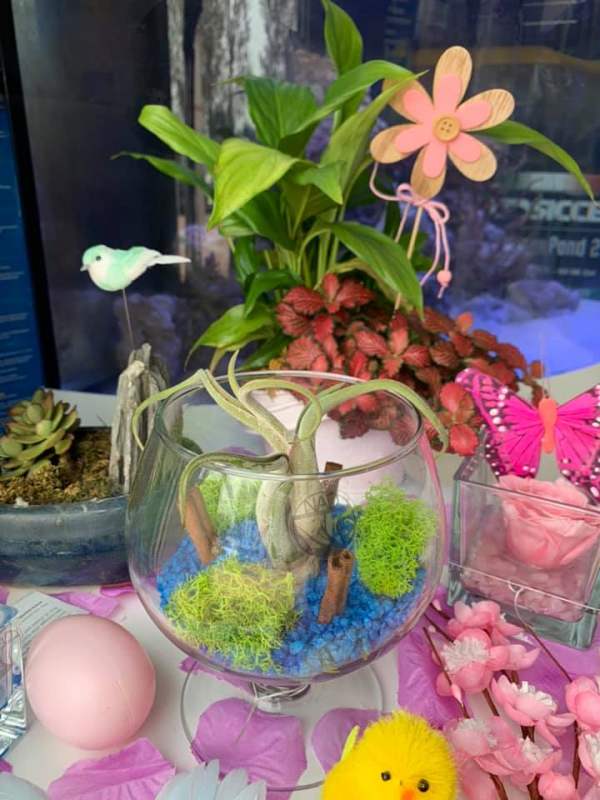 Images Pets Paradise