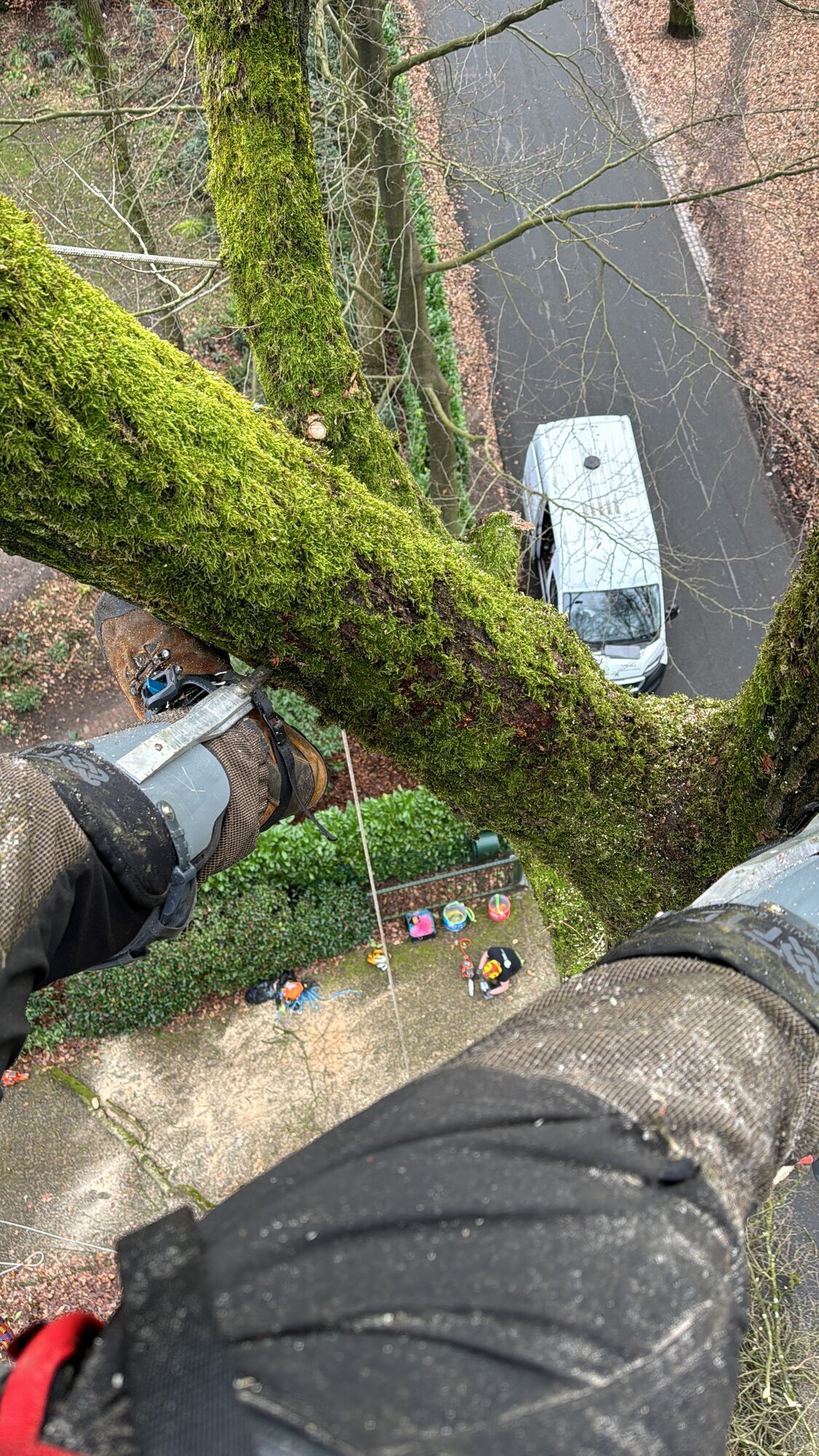 Foto's Treez Boomverzorging