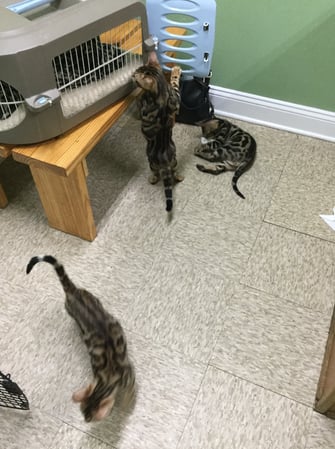 Images Dreamcoats Bengals